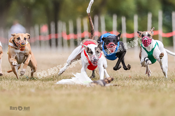 AE4I5513 Jigsaw, Maverick, Sandy, Buttercup, Smudge, Maggie