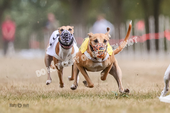 AE4I5512 Jigsaw, Maverick, Sandy, Buttercup, Smudge, Maggie