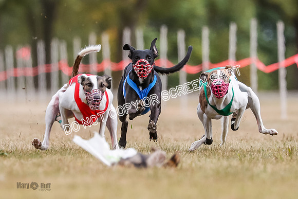 AE4I5511 Jigsaw, Maverick, Sandy, Buttercup, Smudge, Maggie