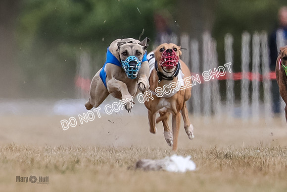 AE4I5611 Riggs, Joplin, Swift, Gronk, Maxx, Thunder