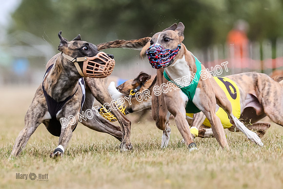 AE4I5638 Riggs, Joplin, Swift, Gronk, Maxx, Thunder
