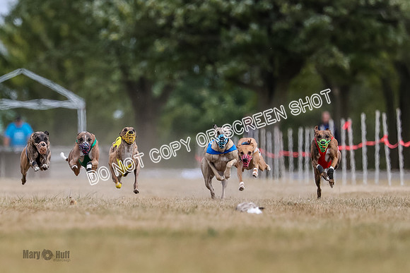 AE4I5610 Riggs, Joplin, Swift, Gronk, Maxx, Thunder
