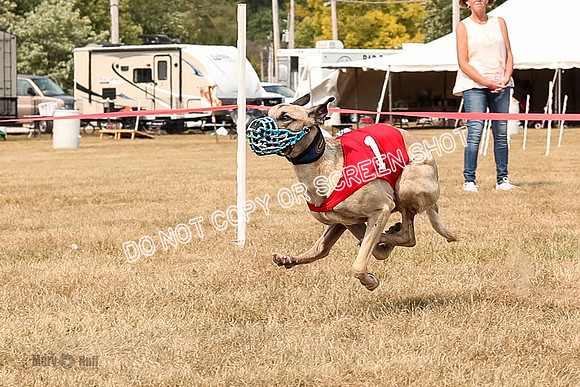 AE4I5817  Joplin, Jigsaw, Rum, Thunder, Maxx, Gibbs