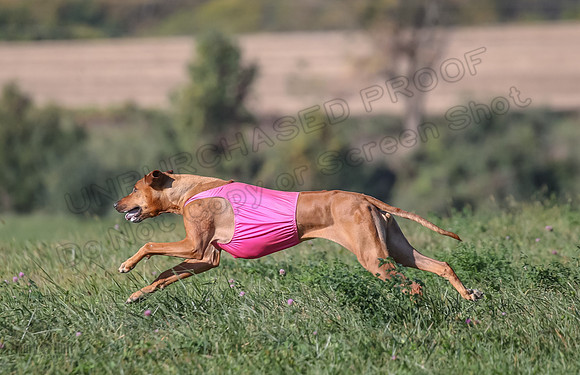 1 Prelims Vet 2 Xena Libby-5367