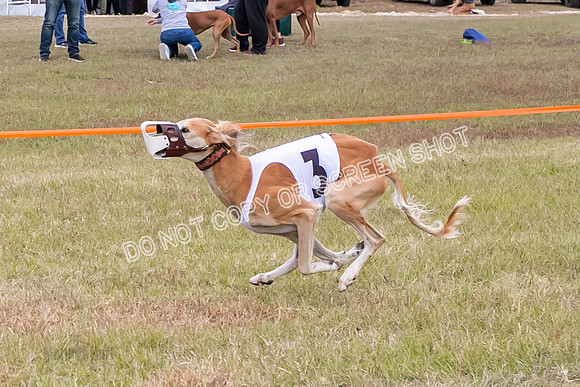 Group A, Prg 3, S, Race 8-6018
