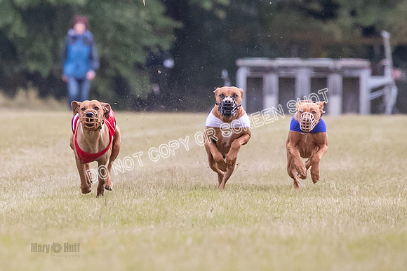Group B, Prg 1, RR, Race 6-5437