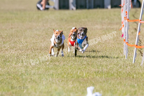 Group A, Prg 3, BA, Race 6-7982