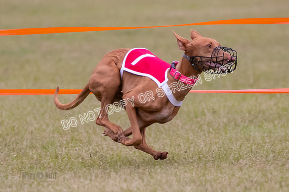 Group A, Prg 1, Ph, Race 7-6822