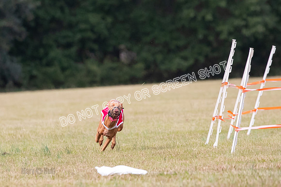 Group A, Prg 2, Ph, Race 7-7402