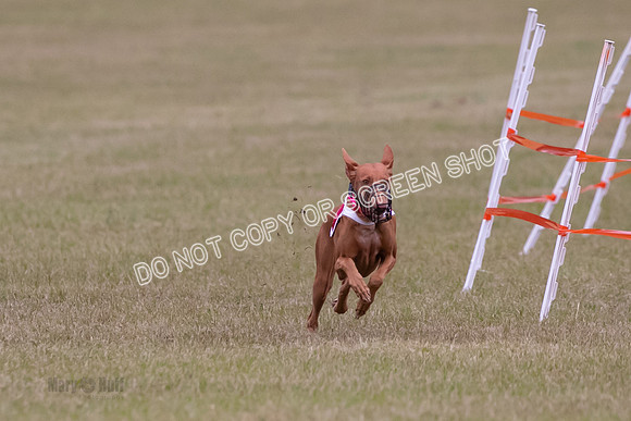 Group A, Prg 1, Ph, Race 7-6813