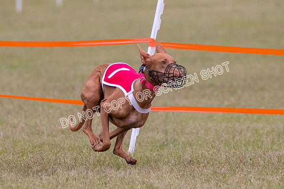 Group A, Prg 1, Ph, Race 7-6817