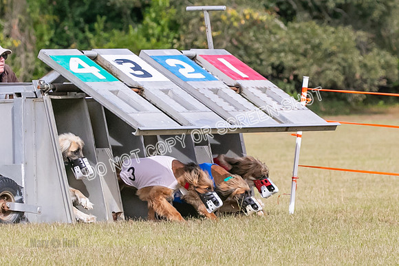 Group B, Prg 2, A, Race 5-7585