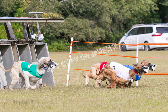 Group B, Prg 2, A, Race 5-7591
