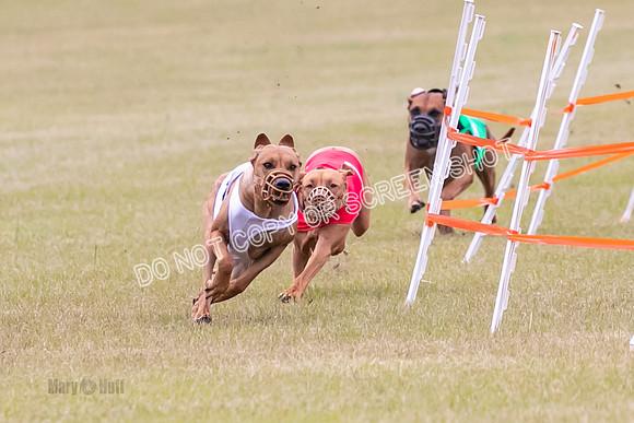 Group B, Prg 1, RR, Race 7-7066