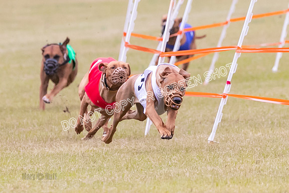 Group B, Prg 1, RR, Race 7-7072