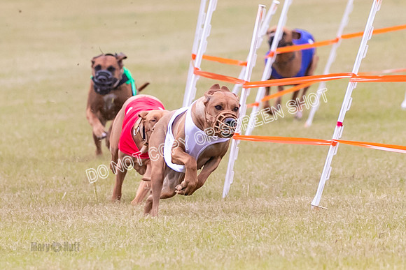 Group B, Prg 1, RR, Race 7-7071