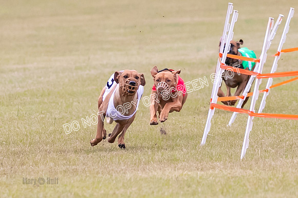 Group B, Prg 1, RR, Race 7-7065