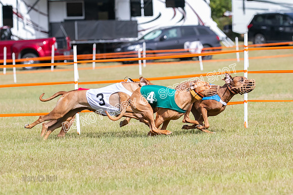 Group B, Prg 2, RR, Race 7-7711