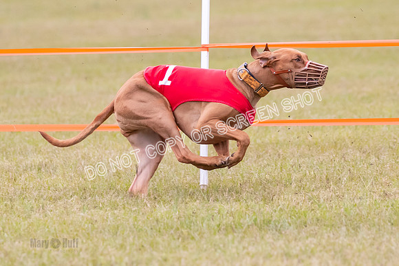 Group B, Prg 1, RR, Race 7-7087
