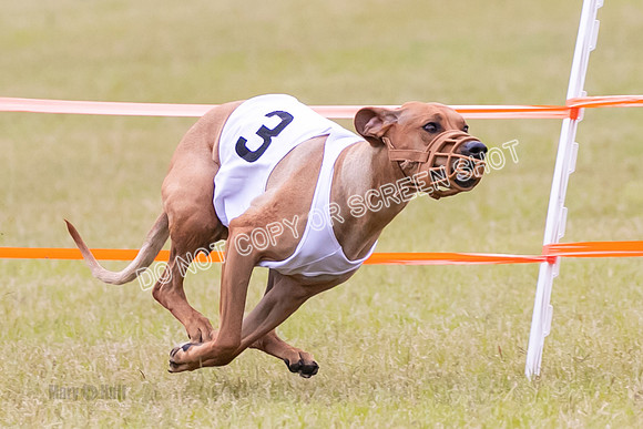 Group B, Prg 1, RR, Race 7-7079
