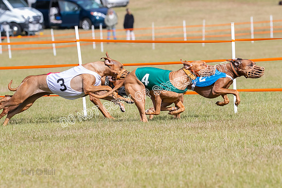 Group B, Prg 2, RR, Race 7-7716