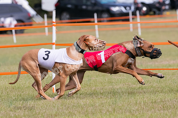 Group B, Prg 2, RR, Race 3-7523
