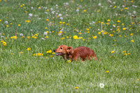 IMG_1106