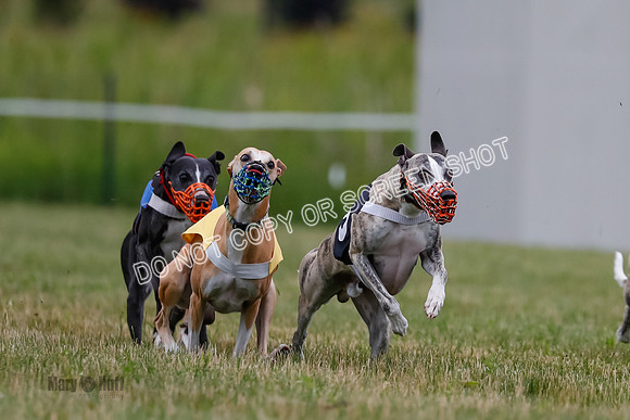 Prg 2, Race 4, Marty, Bogie, Denim, Meatloaf, Blaze, Raz-0995
