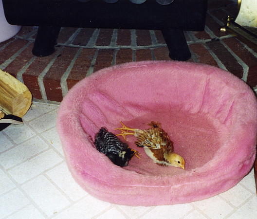 Chicks Basking.1