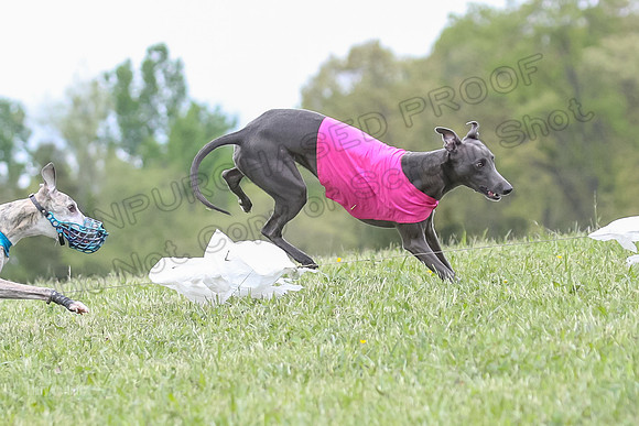 Finals Open C1, Oscar Strummer Rex-0646