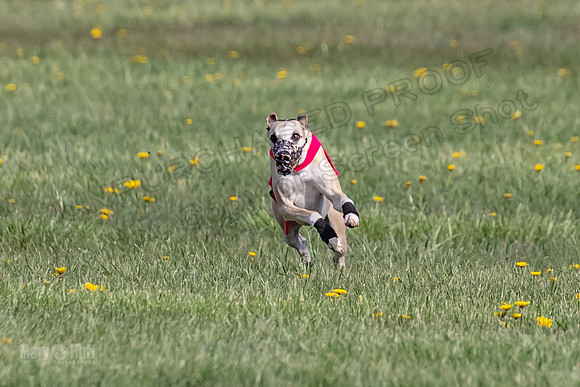 1Prelims Open E4 Dot Charlie Sable-0834
