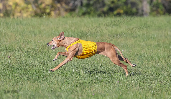 1 Prelims Vet 2 Xena Libby-5351