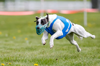 WRA, Prg 1, Race 1, Puppy, Sprig Gnocchi-8237