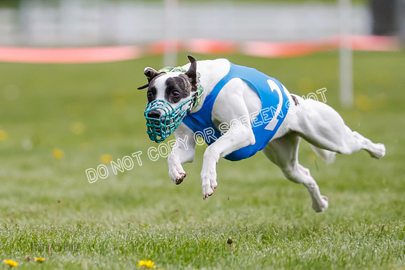 WRA, Prg 1, Race 1, Puppy, Sprig Gnocchi-8237