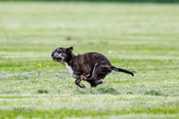 Cat Test 2-1541