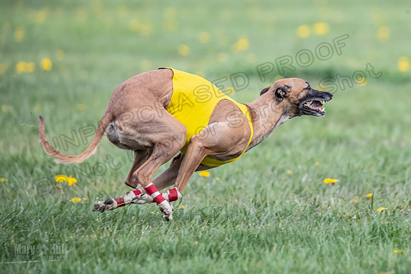 1 Prelim FCh A3 Treble Vengeance-6694