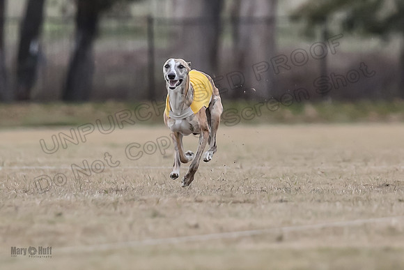 Finals Open 1 Steel Maverick Eggsy-3860