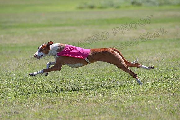 Finals Fch 2 Beastie Ginny-8298