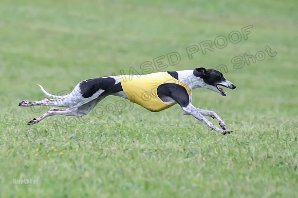 Prelim Open B3, Tusi Dany Tails-8462