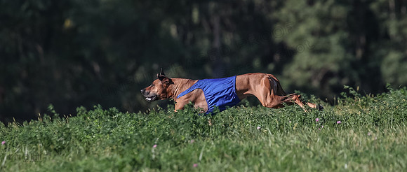 1 Prelims Open 1 Kinky Ash Zanna-4488