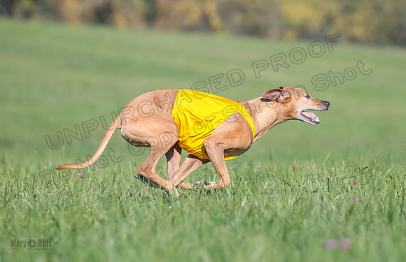 1 Prelims Vet 2 Xena Libby-5336