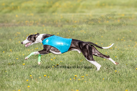 1Prelims Open D1 Misty Juni Wild-0536