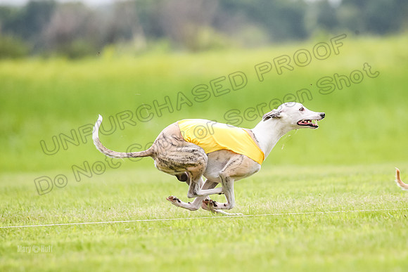 Finals Fch-Vet 2, Wilson Buttercup-1742