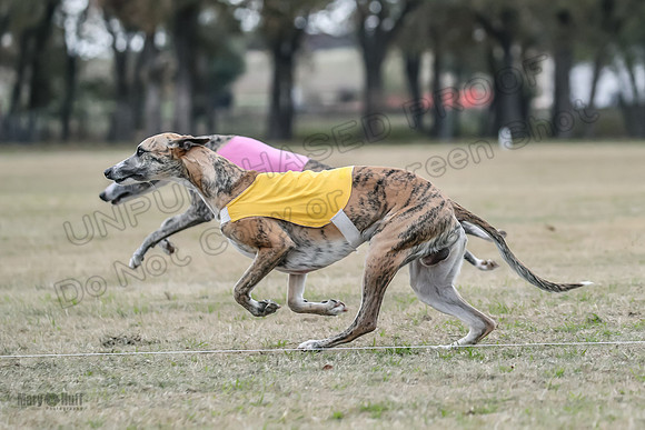 Finals Open 1 Steel Maverick Eggsy-3848