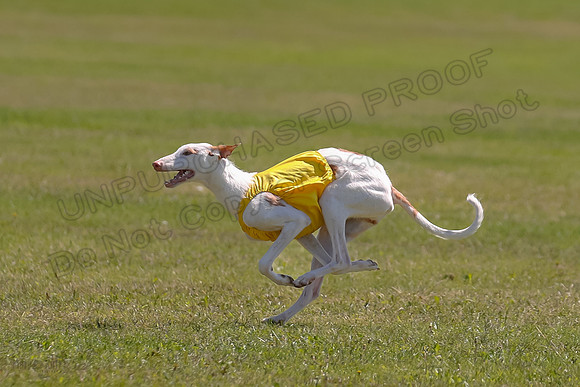 Finals Fch 1 Willow Penny Madyson-8237