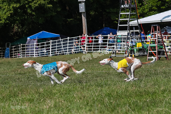 Open Prelim A1, Rose Riptide Idina-7568