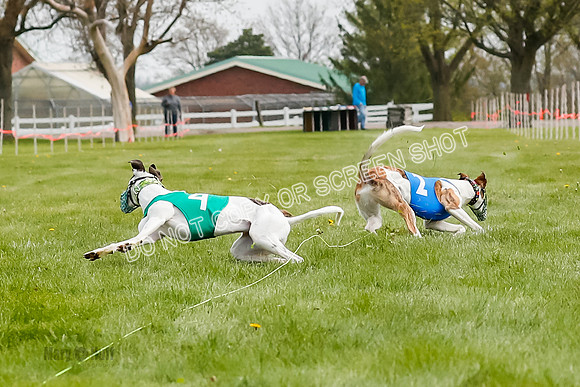 WRA, Prg 2, Race 1, Puppy, Gnochhi Sprig-8560