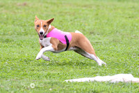 Basenji