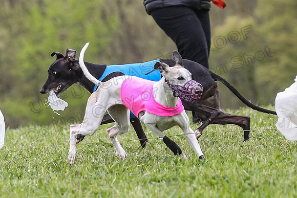 Finals Open C3, Sparky Margot Shine-0738
