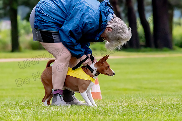 Finals Basenji-1331